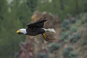 Leesonphoto: Bald Eagle (Haliaeetus leucocephalus)--adult bringing
