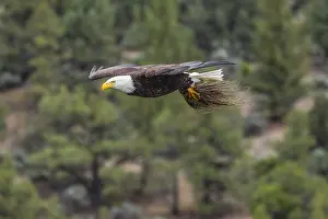 Bringing: Bald Eagle (Haliaeetus leucocephalus)--adult bringing
