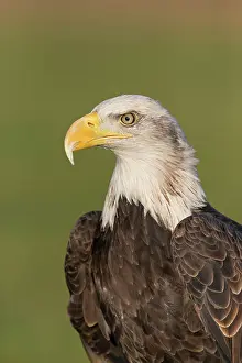 Leucocephalus: Bald Eagle (Haliaeetus leucocephalus) adult, close
