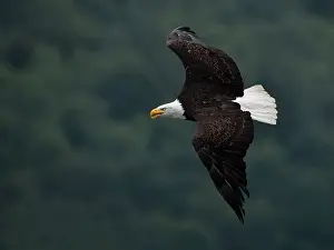 Leucocephalus: Bald Eagle (Haliaeetus leucocephalus) adult flying