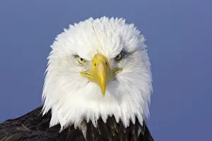 Leucocephalus: Bald Eagle (Haliaeetus leucocephalus), Alaska, USA
