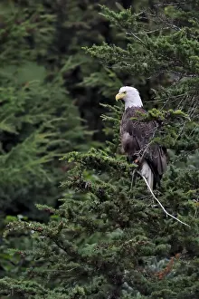 Leucocephalus: Bald Eagle (Haliaeetus leucocephalus) on a branch