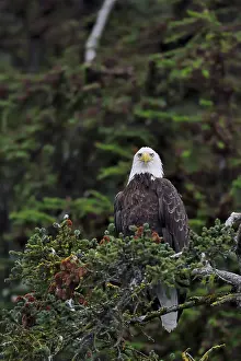 Leucocephalus: Bald Eagle (Haliaeetus leucocephalus) on a branch