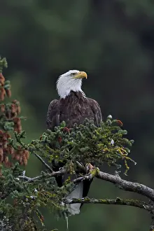 Leucocephalus: Bald Eagle (Haliaeetus leucocephalus) on a branch