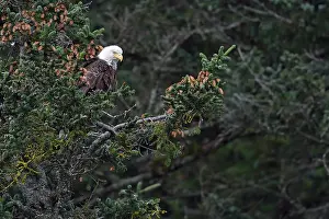 Vertebre: Bald Eagle (Haliaeetus leucocephalus) on a branch