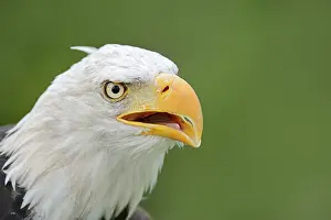 Sound: Bald eagle (Haliaeetus leucocephalus) calling, portrait