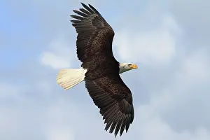 Leucocephalus: Bald Eagle (Haliaeetus leucocephalus) in flight
