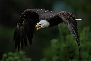 Screaming: Bald Eagle (Haliaeetus leucocephalus) in flight