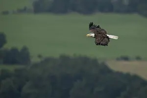 Screaming: Bald Eagle (Haliaeetus leucocephalus) in flight