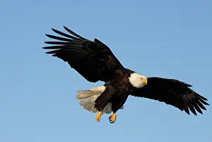 Kachemak: Bald Eagle (Haliaeetus leucocephalus) flying