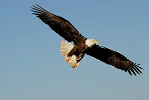 Kachemak: Bald Eagle (Haliaeetus leucocephalus) flying