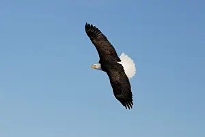 Kachemak: Bald Eagle (Haliaeetus leucocephalus) flying