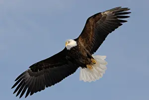 Kachemak: Bald Eagle (Haliaeetus leucocephalus) flying