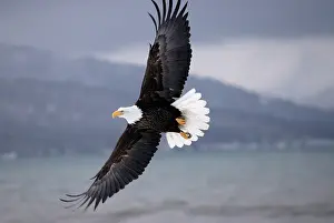 Inlet: Bald Eagle (Haliaeetus leucocephalus) flying