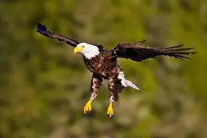 Bald Eagle (Haliaeetus leucocephalus) flying, British