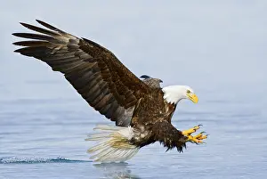 Leucocephalus: Bald Eagle (Haliaeetus leucocephalus) flying, Alaska