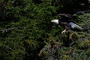 Away: Bald Eagle (Haliaeetus leucocephalus) flying away