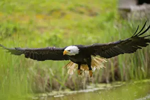Sport: Bald eagle (Haliaeetus leucocephalus) flying over a pond