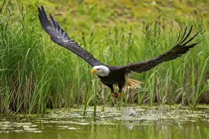 Sport: Bald eagle (Haliaeetus leucocephalus) flying over a pond