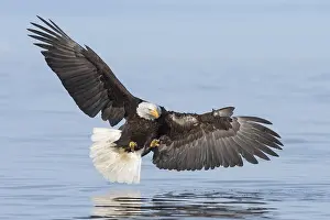 Leucocephalus: Bald Eagle (Haliaeetus leucocephalus) hunting, Alaska