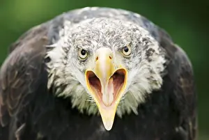 Aquila: Bald eagle (Haliaeetus leucocephalus), juvenile