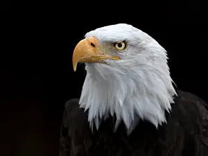 Leucocephalus: Bald Eagle (Haliaeetus leucocephalus) portrait