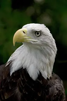 Found: Bald Eagle (Haliaeetus leucocephalus) - Portrait