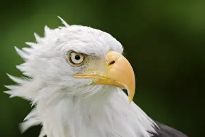 Aquila: Bald eagle (Haliaeetus leucocephalus), portrait