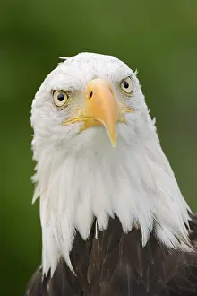 Aquila: Bald eagle (Haliaeetus leucocephalus), portrait