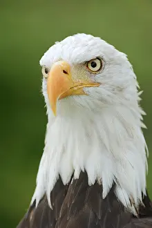 Aquila: Bald eagle (Haliaeetus leucocephalus), portrait