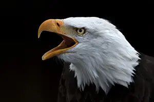 Screaming: Bald Eagle (Haliaeetus leucocephalus) screaming