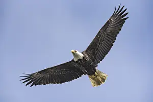 Doc White: bald eagle, Haliaeetus leucocephalus, Southeast