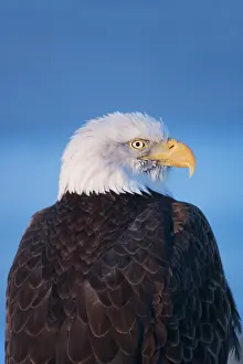 Keren: Bald Eagle, Homer, Alaska, USA