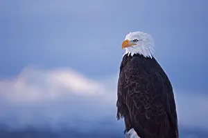 Keren: Bald Eagle, Homer, Alaska, USA