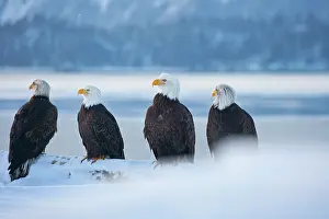 Keren: Bald Eagle, Homer, Alaska, USA