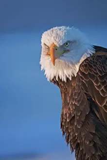 Keren: Bald Eagle, Homer, Alaska, USA