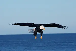 Kachemak: Bald Eagle hovering