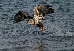 Homer: Bald Eagle - Immature fishing the waters of Homer Alaska