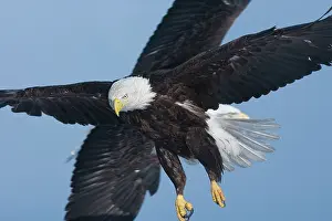 Kenai: Bald Eagle - Kenai Peninsula