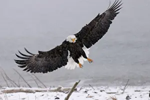 Inlet: Bald Eagle landing