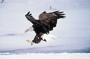Agility: BALD EAGLE - landing