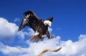 Mary Clay: Bald EAGLE - landing on branch