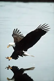 Eagles: BALD EAGLE - landing on water