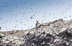 Thin: Bald Eagle - Male - predating guillemots at Witless