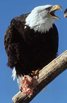 Meat: BALD EAGLE - with meat, beak open