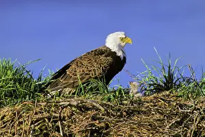 Kodiak: Bald Eagle - Mother and very young chick at nest