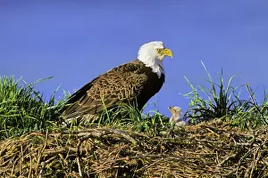 Kodiak: Bald Eagle - Mother and very young chick at nest