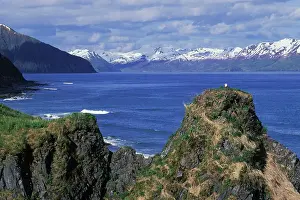 Kodiak: Bald Eagle - On nest