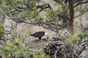 Eaglet: Bald Eagle Nest (Haliaeetus leucocephalus)--adult