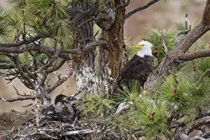 Eaglet: Bald Eagle Nest (Haliaeetus leucocephalus)--adult